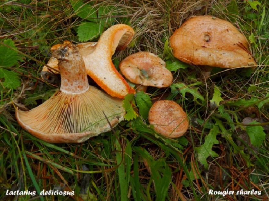 Lactarius deliciosus, photo de Rougier Charles, SMD38 pour nature isère