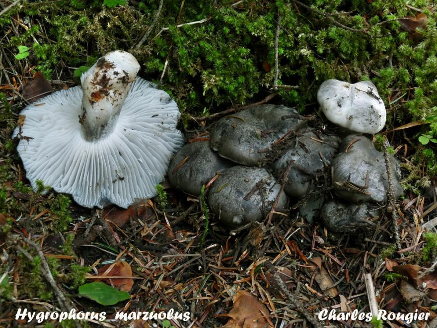 Photo champignon Hygrophorus marzuolus, de Charles Rougier sur Nature isère