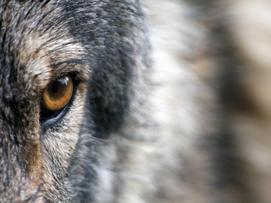 Loup, Image par Sandra Petersen de Pixabay