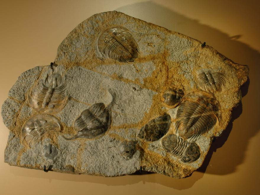 Fossiles de Trilobites, Salle Parole de terre, Muséum de Grenoble, nature isère