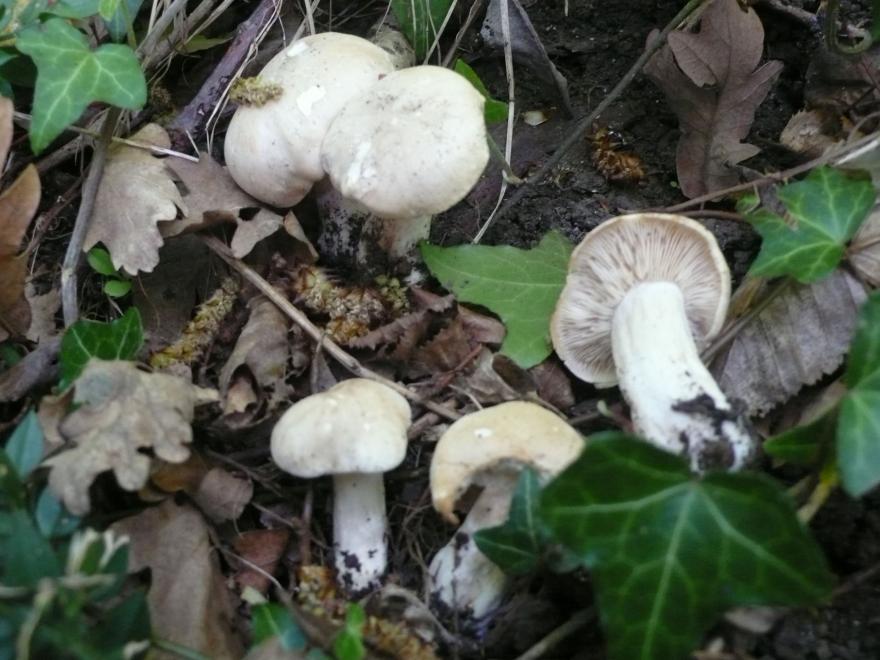 Photo du champignon Calocybe gambosa (Mousseron de la Saint Georges), SMD38