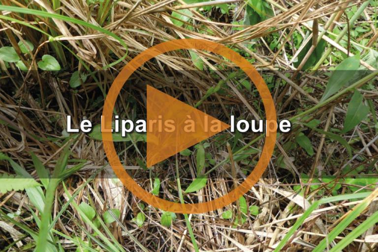 Capture écran de la vidéo sur le Liparis de Loisel, CEN Isère, nature isère