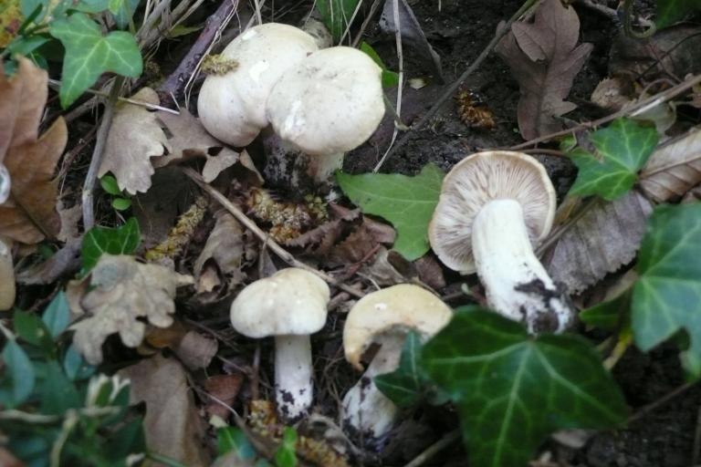 Photo du champignon Calocybe gambosa (Mousseron de la Saint Georges), SMD38