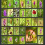 Affiche d'orchidées de Trièves Photo sur Nature isère
