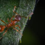 Photo d'une fourmi, CC0, Nature Isère