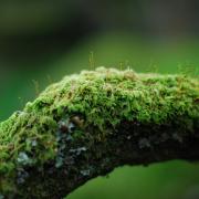 Lichen, CC0, Nature Isère