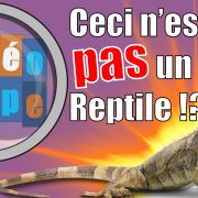 Les Reptiles n'existent pas !? La classification du vivant #2 