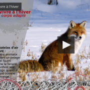 Capture écran de la vidéo Survivre à l'hiver du Parc national des Ecrins