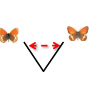 LECA hybridation papillons