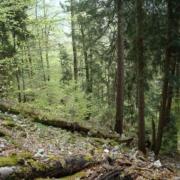  IRSTEA ancienneté et maturité forêt Nature Isère