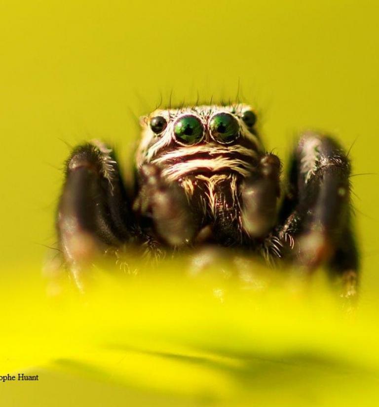 Photo d'araignée, Christophe Huant pour nature isère