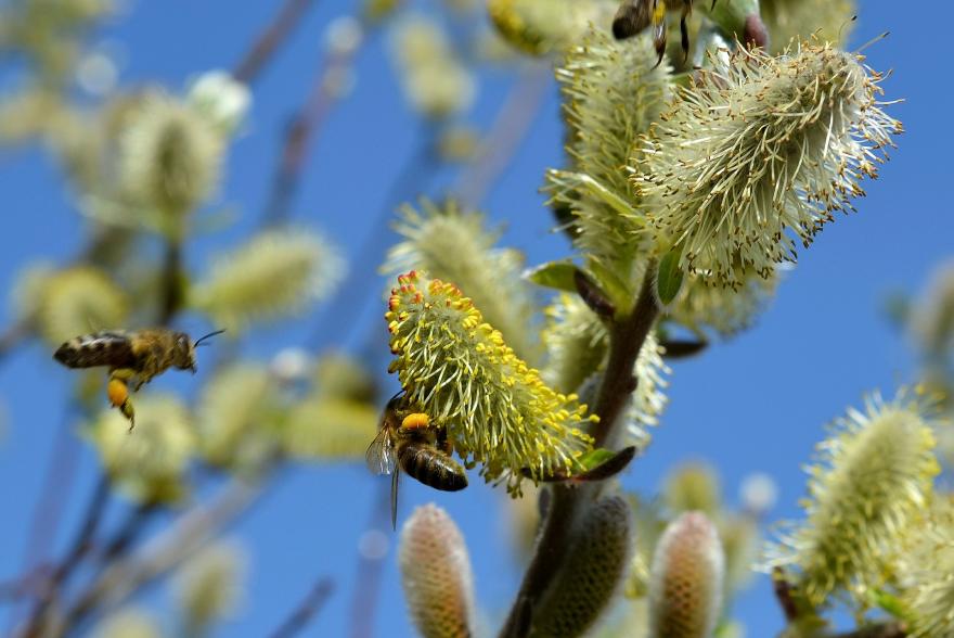 Des plantations pour les pollinisateurs - CC0 - domaine public