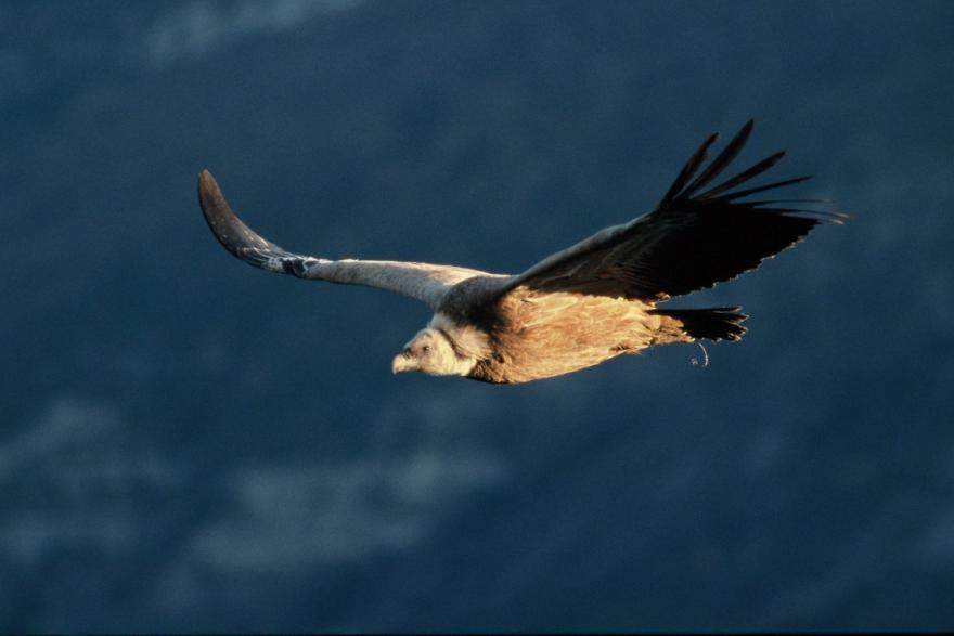 Photo vautour fauve 6©j.carlin