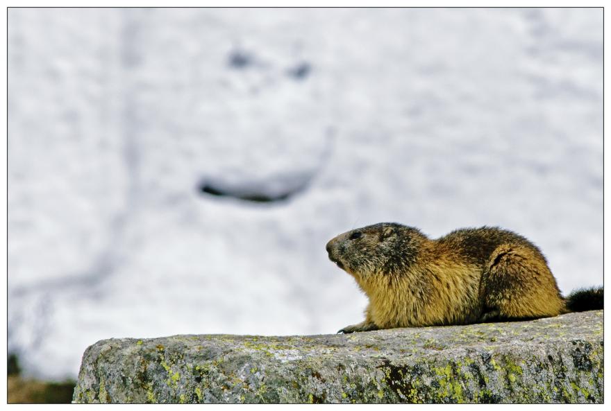 Marmotte, photo de Pasquale Paolo Cardo, CC-BY-2.0