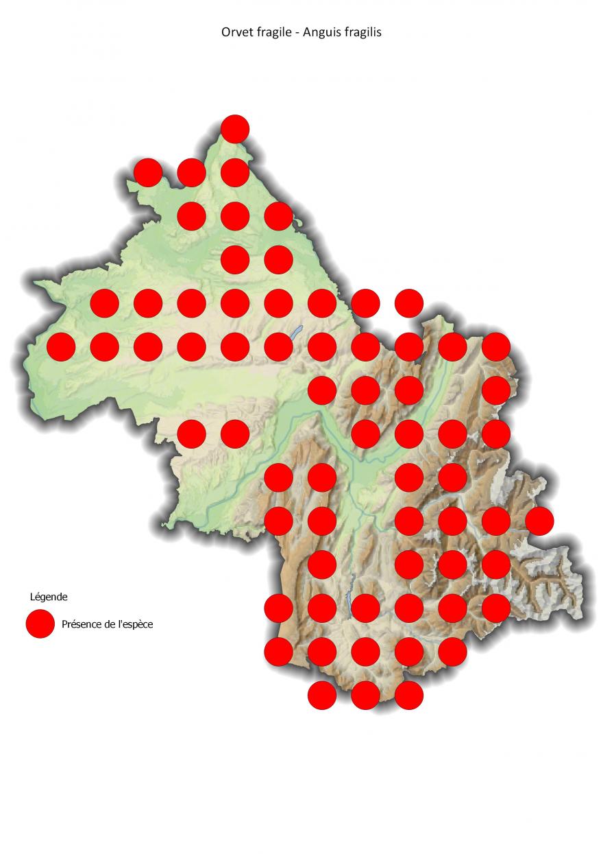 Carte de répartition de l'orvet fragile en Isère (2001-2016).