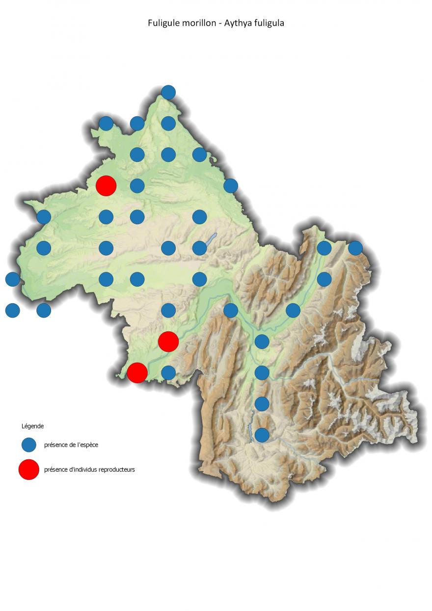 Répartition du fuligule morillon en Isère (2001-2016).