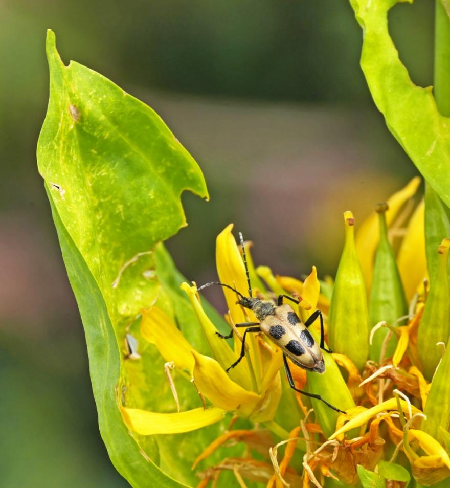Pachyta quadrimaculata - Rosalia, nature isère