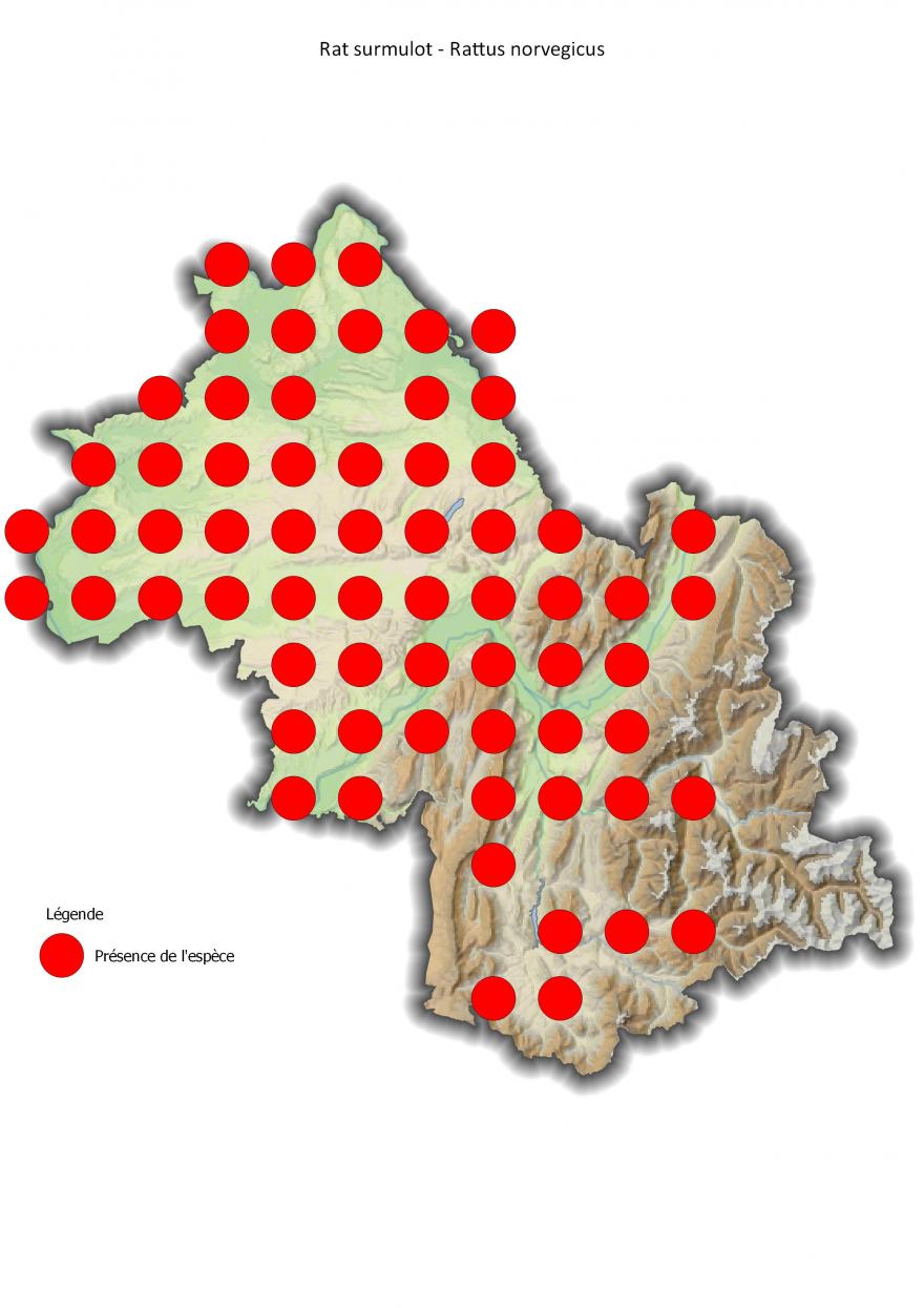 Répartition du rat surmulot en Isère (2001-2016).