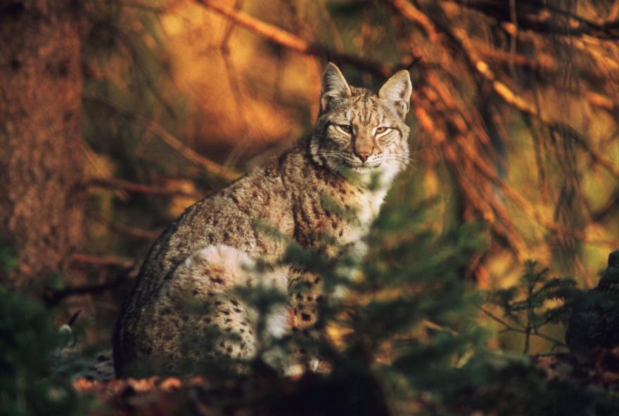 Lynx boréal © Gilles Leblais - Droits limités