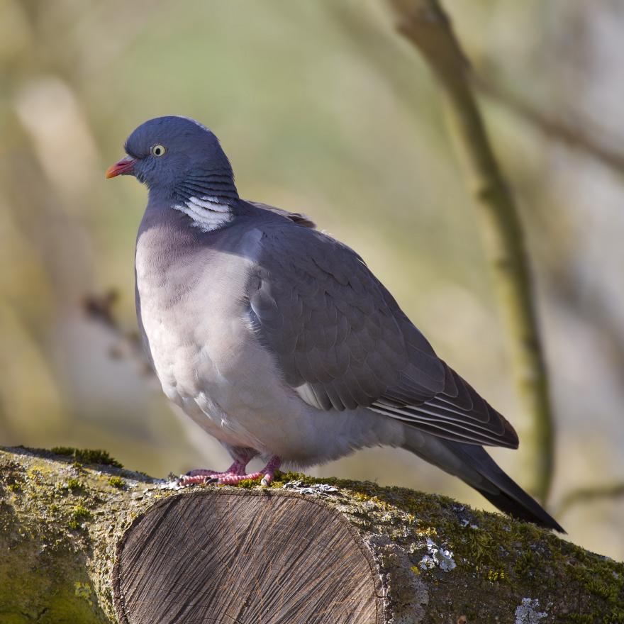 Pigeon ramier Par Andreas Trepte — Travail personnel, CC BY-SA 2.5