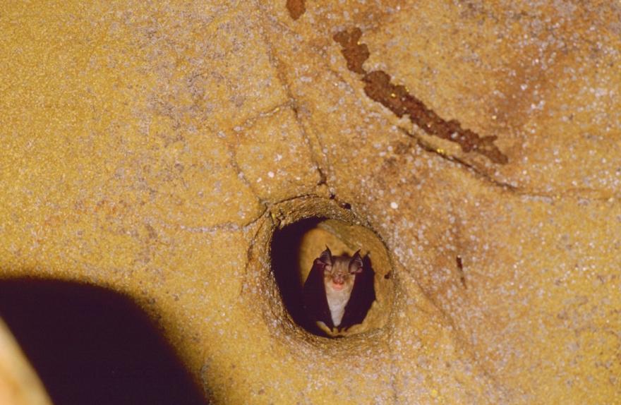 Rhinolophe euryale en hibernation © Jean-François Noblet - Droits limités