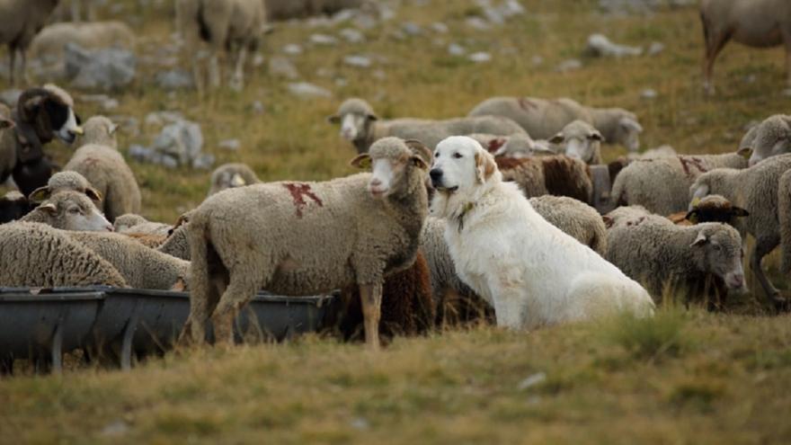 Photo Axel Falguier, Loups et moutons : des solutions ?