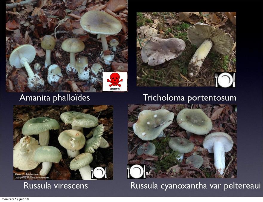 Amanita phalloïdes var alba peut être confondue avec ses espèces, Photos : Claudine Vicherd/Jocelyne Sergent (Pharma-Nature, JJM)