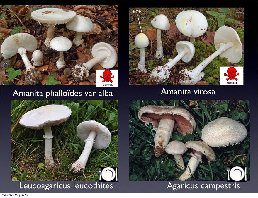 Amanita phalloïdes var alba peut être confondue avec ses espèces, Photos : Claudine Vicherd/Jocelyne Sergent (Pharma-Nature, JJM)