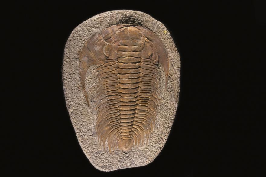 Fossiles de Trilobite, Salle Parole de terre, Muséum de Grenoble, nature isère