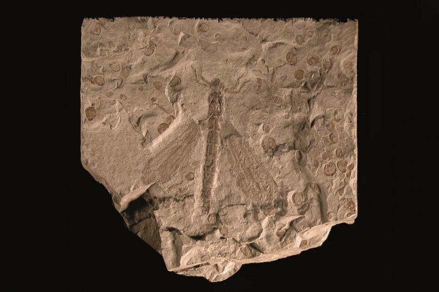 Fossile de libellule, Salle Parole de terre, Muséum de Grenoble, nature isère