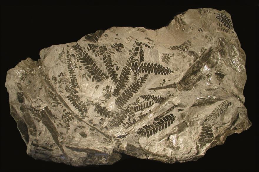 Fossile feuilles fougères, salle Parole de Terre, Muséum de Grenoble, nature isère