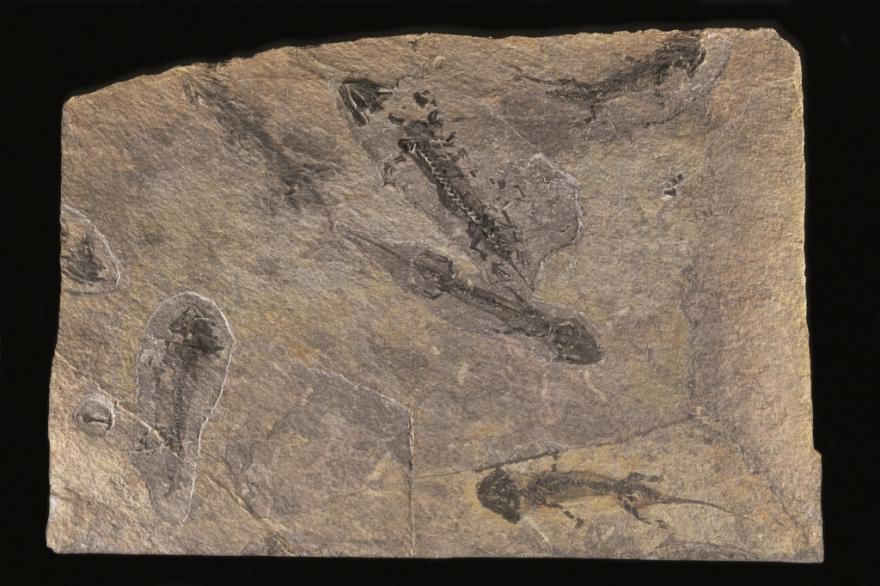 Fossile amphibiens, salle Parole de Terre, Muséum de Grenoble, nature isère