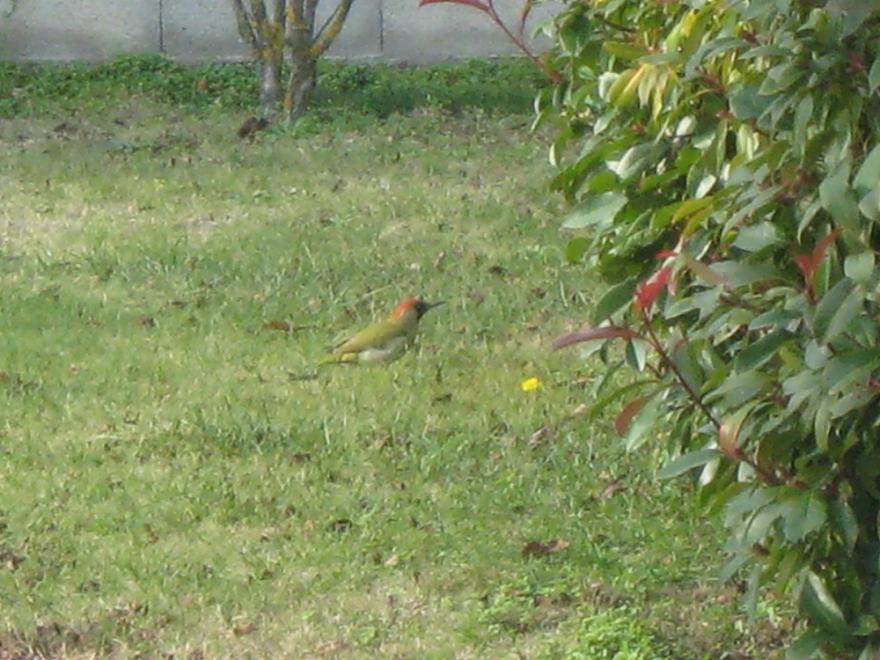 Oiseau observé dans le jardin, nature isère