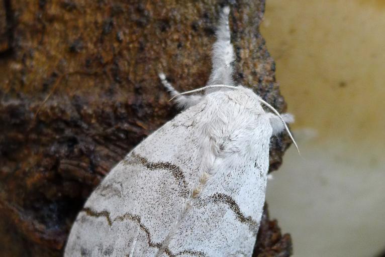 Clliteara pudibunda, gailhampshire, CC BY, nature isere