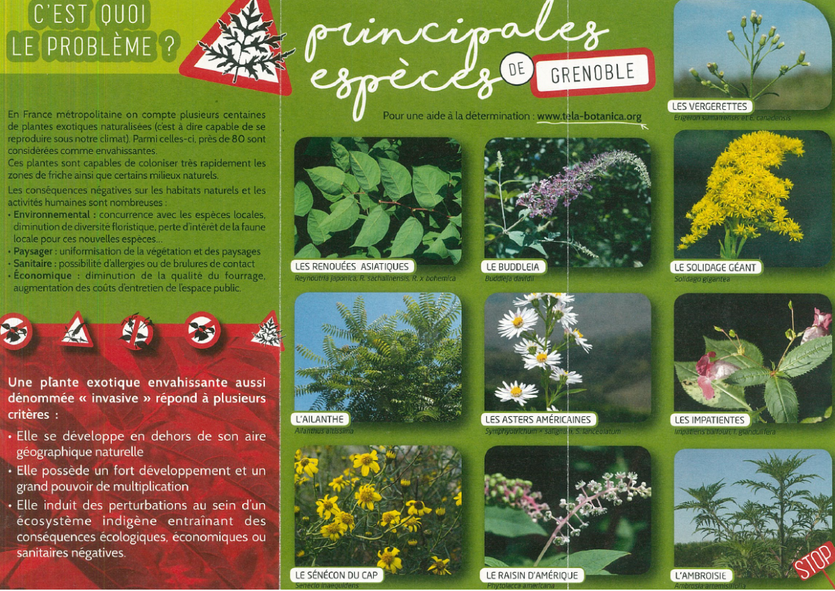 Les 10 fleurs invasives à (re)connaître à Grenoble